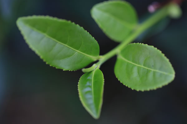 待采摘的茶叶