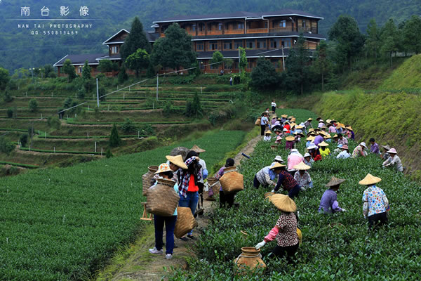 采茶女在采摘茶叶